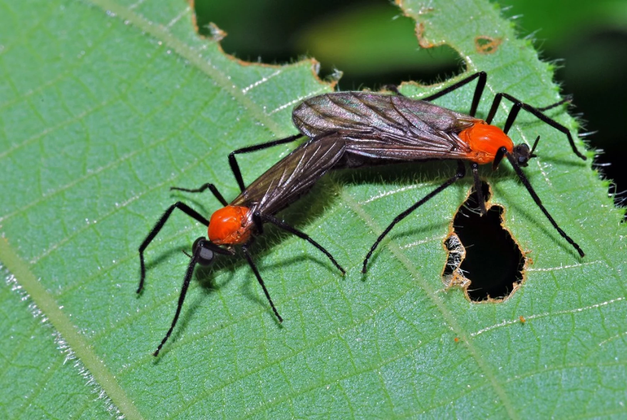Lovebugs are back! Experts say they are a harmless nuisance | WGCU